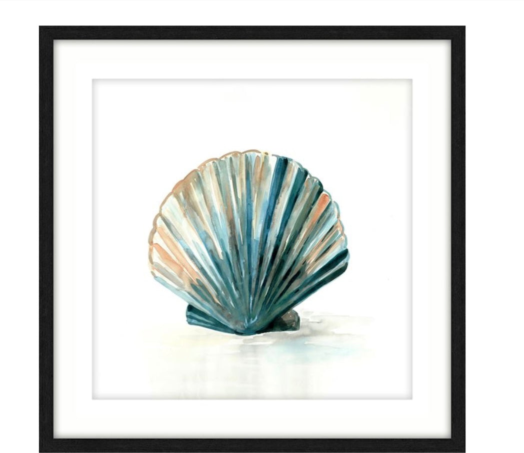 Shell Framed Art