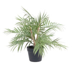 Areca Palm Plant 50cm