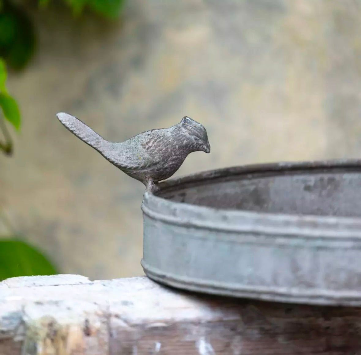 Bird Bath