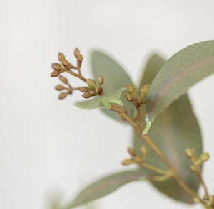 Eucalyptus Seeded Stem